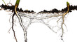 © Fafazi Studio - Detailed illustration of isolated plant roots and soil fungi network