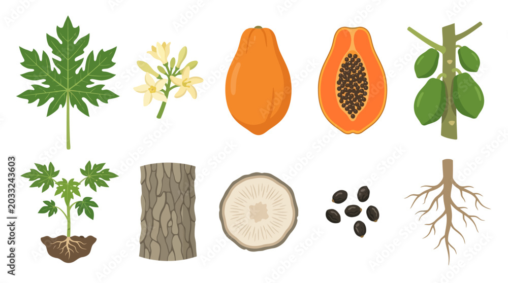 Papaya Roots Image Vector illustration of papaya tree components including leaves, flowers ...