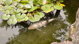 White koi fish swimming in a pond with lily pads