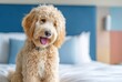 © Selvi - Light brown and golden curly-coated doodle dog sitting cheerfully on a bed with soft blue and white bedding