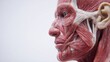© ELENA AI - Anatomical model showing detailed muscles of the human face and head in profile view. Concept of medical education, facial anatomy study, and plastic surgery.