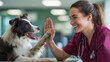 © INSPIRIA.K - Woman veterinarian giving high five to border collie dog in clinic. Happy professional doctor playing with patient during medical examination. Animal healthcare and friendly pet support.