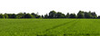 © David Kreuzberg - rural green grass field or agricultural field landscape with dark tree line and sky isolated on white or transparent png