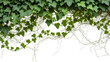 © Johnson - Dense green ivy vines with delicate tendrils, isolated on transparent background
