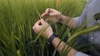 © Aliaksandr - Agronomist inspecting green wheat crops, gently touching the young plants and examining their growth and health in an agricultural field during spring, symbolizing agriculture, research, and care