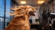 © Olga Ко - Funny Golden Retriever dog cooling down in front of a floor fan in a modern corporate office during an extreme summer heatwave.