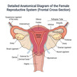 © neostocklabs - Frontal anatomical cross-section diagram of the female reproductive system with human body
