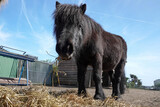 Close-up of a black pony stand on hay with bright blue sky in the background, a sunny outdoor scene