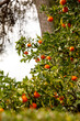 © 9parusnikov - Abundant ripe oranges growing on a tall citrus tree
