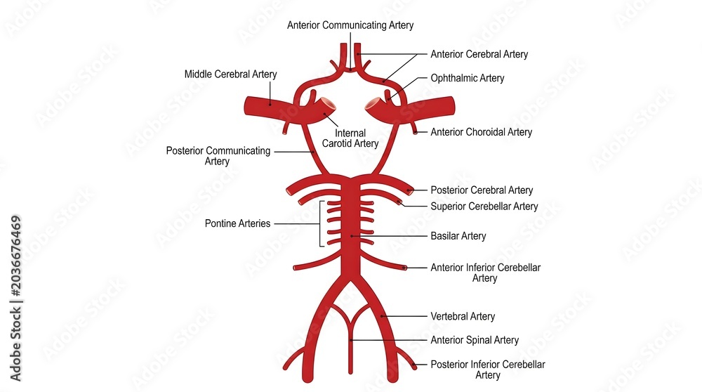 Simplified labeled diagram of the Circle of Willis arterial system at ...