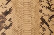 © gmstockstudio - Python skin scale pattern