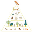 © andgraph - ecosystem pyramid_color,infographic,food chain,biodiversity,ecosystem｜生態系ピラミッド_カラー,インフォグラフィック,食物連鎖,生物多様性,生態系