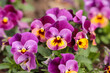 © Aila Ruoho - The delicate beauty of spring pansies. Garden pansies (Viola wittrockiana) bloom in many different colors. Pansies are popular spring and summer flowers for gardens and balconies in Finland.