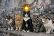 © Luisa - A charming scene of five cats arranged in a line on a street, one of which has a lightbulb over its head. The other four are attentively looking towards the camera.