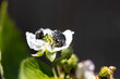© fabrizio - Macro photo of Oxythyrea funesta beetles on a white flower, harmful agricultural pest insect in natural sunlight.