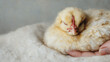 © LittleDreamStocks - A hand reaching out to gently stroke the soft feathers of a sleeping chick, with a tender, nurturing feeling