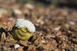 © Etwin - The button Crassula (Crassula columnaris) is a peculiar succulent plant from the Little Karoo region, South Africa.