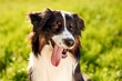 © standret - Black and white Australian Shepherd dog with a long tongue panting in a green grassy field under bright sunlight during a warm day