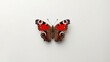 © vxnaghiyev - Colorful butterfly poised on a subtle rough white texture background with ample copy space