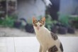 © Andipapatonk - Calm expression of a light tabby patterned pet cat with a soft bokeh background.