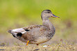 © Sander Meertins - Foraging gadwall, Mareca strepera, duck, portrait
