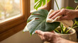 © Wawan - Cleaning and dusting leaves of a monstera houseplant with a soft cloth cleaning monstera houseplant gardening greenery pottedplant lifestyle