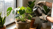© Wawan - Gardener wearing gloves watering a potted monstera plant indoors with gardener watering monstera houseplant gardening sunlight greenery pottedplant
