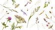 © Piotr - Photograph of diverse wild meadow plants, dried grasses, and delicate flowers artfully arranged on a transparent.