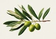 © Adnan - A detailed illustration of a branch with green olives and leaves.