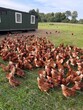 © Jessika - chicken on a farm