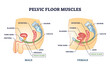 © VectorMine - Pelvic floor muscles anatomy with male and female organs outline diagram, transparent background. Labeled educational medical location scheme with lower body muscular system.