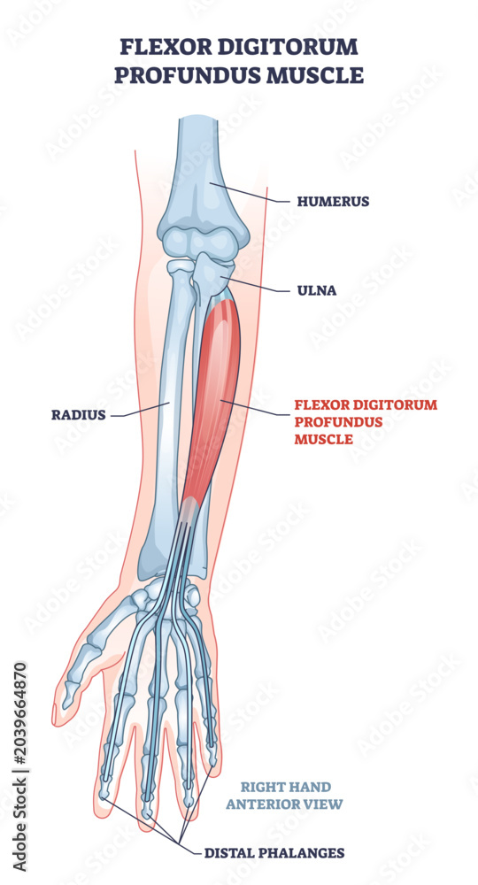 Flexor digitorum profundus muscle and human arm bones outline diagram ...