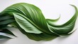 © Dean - a unique green plant with long flowing leaves on a white background