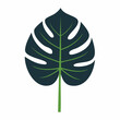 © Elma - Monstera Leaf Illustration
