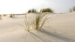 © night - Tall green grass growing on sand dunes with shadows cast by setting sun on beach landscape.