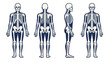 © icon_art - Human skeleton anatomy set with front back and side views
