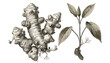 © bahar - Exquisite antique botanical illustration capturing the detailed anatomy of a medicinal root plant, featuring its distinctive rhizomes and leafy stalk in a vintage scientific drawing style