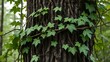 © YoMA - Vine tightly strangling a tree trunk with deep bark grooves and withering leaves.