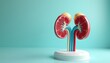 © Vadym - Human kidney anatomy model displays internal structure with blood vessels. Medical science diagram illustrates organ physiology on bright teal background.
