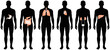 © artho  - Set of six human body silhouettes with highlighted internal organs.