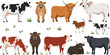 © Jahangir - Farm cattle and livestock vector collection featuring dairy cows, beef cattle, calves and agricultural farm animal illustrations in flat style