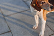 © SHOTPRIME STUDIO - A beagle dog stands on sunlit pavement, looking to the side, wearing a collar with a small tag, captured in a candid outdoor moment on a city sidewalk, calm and curious today.