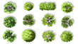 © pimchanok - Vector watercolor green tree or forest top view isolated on white background for landscape plan and architecture drawing,plant for environment or garden,botanical element for exterior layout
