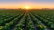 © Yanka - Evening farm scene. Sunset illuminates expansive fields. Dusk bathes cultivated land in warm glow. Evening glow highlights extensive vegetable rows and rural landscape features vividly