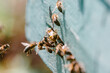 © Iryna - Honeybees entering wooden hive collecting pollen