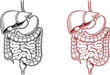 © Jihadul - Human digestive system, intestinal anatomy, gut health, medical illustration, organ diagrams