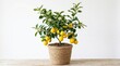 © Sohail - Potted lemon tree with ripe yellow fruit, indoor citrus plant in woven basket, organic home gardening and interior decoration concept