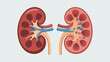 © James - Side-by-side comparison of a healthy human kidney and a kidney containing stones for urology medical education.