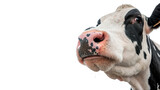 Close up portrait headshot of a curious black and white spotted cow on transparent background