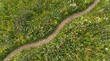 © Sofia - Aerial view of a dirt path winding through a colorful wildflower meadow. Top down perspective of a trail in a green field with blooming spring flowers. Natural landscape background